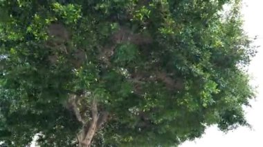 Güzel yeşil ağaç ve rüzgar