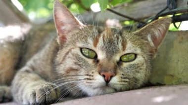 Uykulu tembel kedi yalan söylüyor.