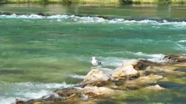 Martı taşın üzerinde oturuyor, Trebishnitsa nehri, Bosna-Hersek