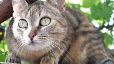 Asma bahçenin altında kocaman yeşil gözlü bir kedi. Kedi gözleri açık, ağır çekimde