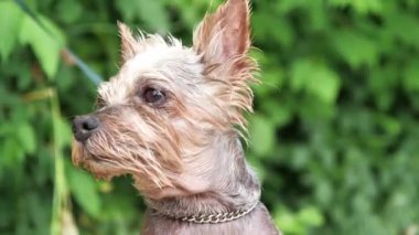 Tasmalı ıslak köpek.