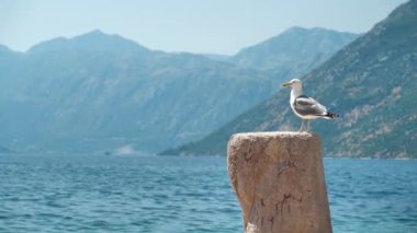 Karadağ 'ın Adriyatik Denizi Kotor Körfezinde Martı