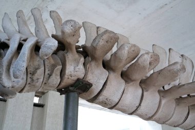 Balina omurgası. Büyük mavi balinanın büyük gri iskeleti. Gerçek balina kemikleri. Balaenoptera kasları