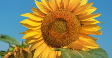 Arı ayçiçeğinin üzerine oturur, polen ve nektar toplar.