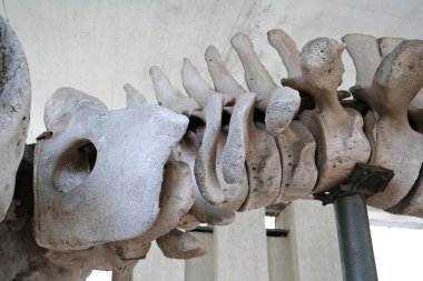 Büyük mavi balinanın büyük gri iskeleti. Balina omurgası. Gerçek balina kemikleri. Balaenoptera kasları