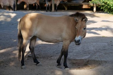 Przewalski horse in zoo, Equus caballus clipart