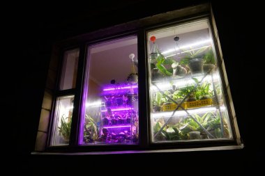 Saksı çiçekleri pencerenin yanında durur. Çiçekler için LED phytolamps. Çiçekler için mor ışık ve çeşitli bitkilerin büyümesi