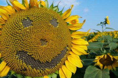 Scary sunflower muzzle with sinister smile at field of sunflowers. Frightful sunflower clipart