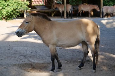 Hayvanat bahçesindeki Przewalski atı, Equus Caballus.