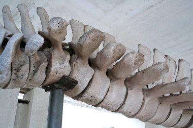 Büyük mavi balinanın büyük gri iskeleti. Balina omurgası. Gerçek balina kemikleri. Balaenoptera kasları