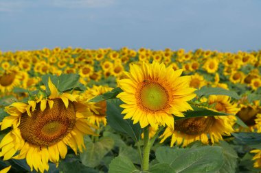 Çalışan arılarla dolu güzel ayçiçeği tarlaları. Arılar çok çalışırlar, çiçeklerden polen ve nektar toplarlar.