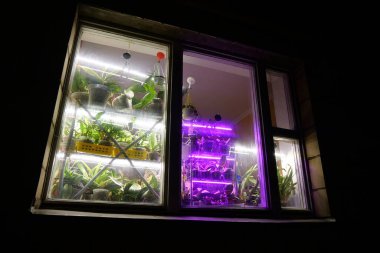 LED phytolamps for flowers. Potted houseplants stand near window. Purple lighting for flowers and growth of various plants clipart