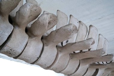 Büyük mavi balinanın büyük gri iskeleti. Balina omurgası