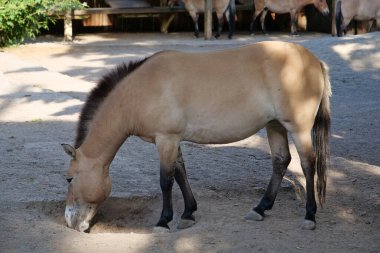 Hayvanat bahçesindeki Przewalski atı, Equus Caballus.