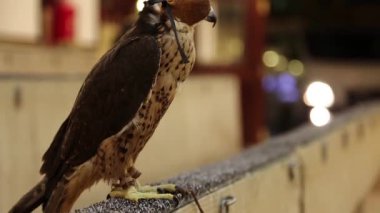 Doha, Katar 'da kuş pazarında miğferli şahin