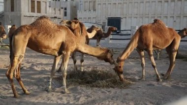 Deve, Katar 'ın Doha kentindeki Souq Waqif pazarında saman yiyor. Doha - Katar 'ın başkenti ve en kalabalık şehri, Basra Körfezi, Arap Yarımadası, Orta Doğu