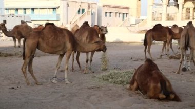 Deve, Katar 'ın Doha kentindeki Souq Waqif pazarında saman yiyor. Doha - Katar 'ın başkenti ve en kalabalık şehri, Basra Körfezi, Arap Yarımadası, Orta Doğu