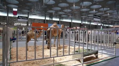 Katar, DOHA, 20 Mart 2018: sergide develer