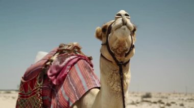 Katar 'da çölde deve, Basra Körfezi, Arap Yarımadası, Orta Doğu