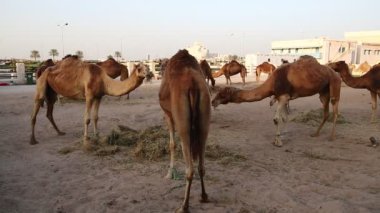 Develer Doha 'daki Souq Waqif pazarında saman yiyorlar - Katar' ın başkenti ve en kalabalık şehri, Basra Körfezi, Arap Yarımadası, Orta Doğu