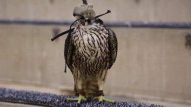 Doha, Katar 'da kuş pazarında miğferli şahin