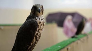 Doha, Katar 'da kuş pazarında Falcon
