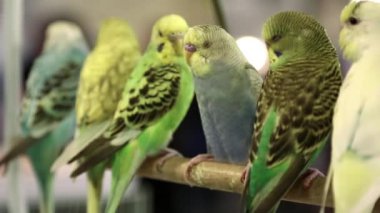 Budgerigar, Melopsittacus undulatus, ayrıca dalgalanmamış çim papağanı olarak da bilinir, Doha, Katar 'da kuş pazarı.
