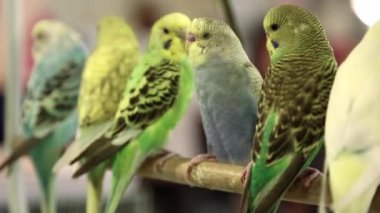 Budgerigar, Melopsittacus undulatus, ayrıca dalgalanmamış çim papağanı olarak da bilinir, Doha, Katar 'da kuş pazarı.