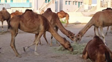 Deve, Katar 'ın Doha kentindeki Souq Waqif pazarında saman yiyor. Doha - Katar 'ın başkenti ve en kalabalık şehri