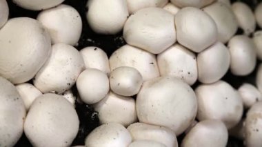 Piyasada taze şampiyonlar, sebzeli tezgah.