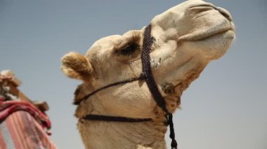 Katar 'da çölde deve, Basra Körfezi, Arap Yarımadası