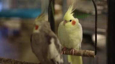 Doha, Katar 'daki kuş pazarında papağanlar