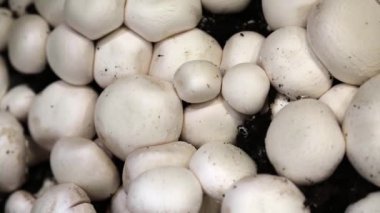 Serada beyaz mantarlar. Serada taze şampiyonlar