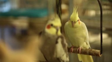 Doha, Katar 'daki kuş pazarında papağanlar