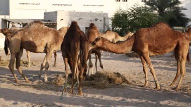 Develer Doha 'daki Souq Waqif pazarında saman yiyorlar - Katar' ın başkenti ve en kalabalık şehri, Basra Körfezi, Arap Yarımadası, Orta Doğu