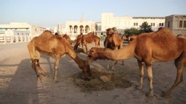 Develer Doha 'daki Souq Waqif pazarında saman yiyorlar - Katar' ın başkenti ve en kalabalık şehri, Basra Körfezi, Arap Yarımadası, Orta Doğu