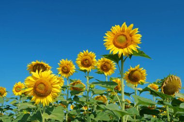 Arılar ayçiçeklerinden, ürünlerden, nektardan ve baldan polen toplarlar. Büyük tarlada güzel bir ayçiçeği ailesi