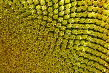 Fibonacci altın oranı doğada ve ayçekirdeğinde, yakın plan