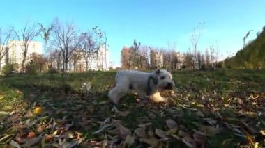 Beyaz, korkmuş köpek kameraya havlar ve kaçar.