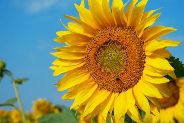 Güzel sarı ayçiçeği. Arı ayçiçeğinin üzerinde oturur, polen ve nektar toplar.