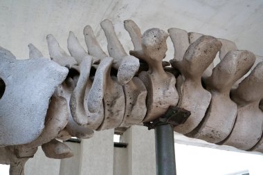 Balina omurgası. Gerçek balina kemikleri. Balaenoptera musculus. Büyük mavi balinanın büyük gri iskeleti