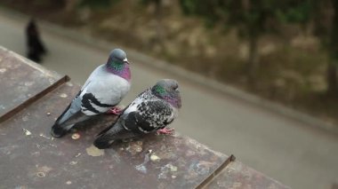 Bir çift güvercin çatıda yan yana oturuyor. Çatıda iki güvercin oturuyor ve insanlara bakıyor.
