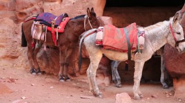 Antik Petra 'da katır ve beyaz eşek, aslında Nabataealılar tarafından Raqmu olarak bilinir - Ürdün Haşim Krallığı' nın tarihi ve arkeolojik şehri