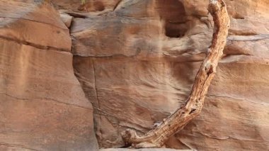 Siq 'teki kayanın üzerindeki ağaç - dar geçit, antik şehir Petra' ya giden geçit, aslında Nabataealılar tarafından Raqmu olarak biliniyor - Ürdün Haşim Krallığı 'nın tarihi ve arkeolojik kenti.
