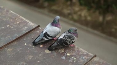 Güvercinler çatıda oturur ve kendilerini kaşırlar. Çatıdaki iki güvercin tüyleri temizler. Bir çift güvercin evin çatısında birlikte.
