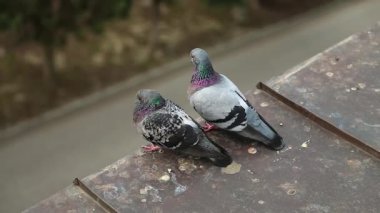 Güvercinler çatının kenarında oturur ve kendilerini kaşırlar. İki güvercin evin çatısında birlikte. Çatıdaki iki güvercin tüyleri temizler.