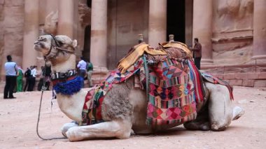 JORDAN, PETRA, 5 Aralık 2016: Ürdün Haşim Krallığı 'nın tarihi ve arkeolojik kenti olan Raqmu olarak bilinen El Khazneh yakınlarındaki insanlar ve develer veya Petra' daki Hazine