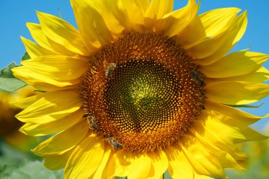 Çalışan arılarla güzel bir ayçiçeği. Arılar çok çalışırlar, çiçeklerden polen ve nektar toplarlar.