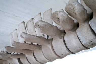 Mavi balina iskeleti. Balaenoptera musculus. Gerçek balina kemikleri. Balina omurgası