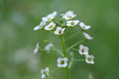 Parkta küçük güzel beyaz çiçekler yetişir. Muhtemelen bu, Brassicaceae familyasından bir Arabidopsis veya rockcress cinsidir. Lahana ve hardalla ilgili küçük çiçekli bitkiler.
